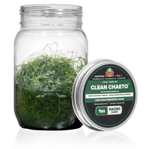 AlgaeBarn Clean Chaeto