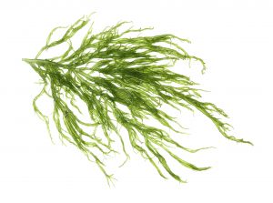 Macroalgaes are the Natural Way to Keep a Marine Ecosystem Clean!