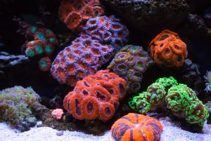 Beautiful Coral Reef Ecosystems require delicate nitrate and phosphate balances.