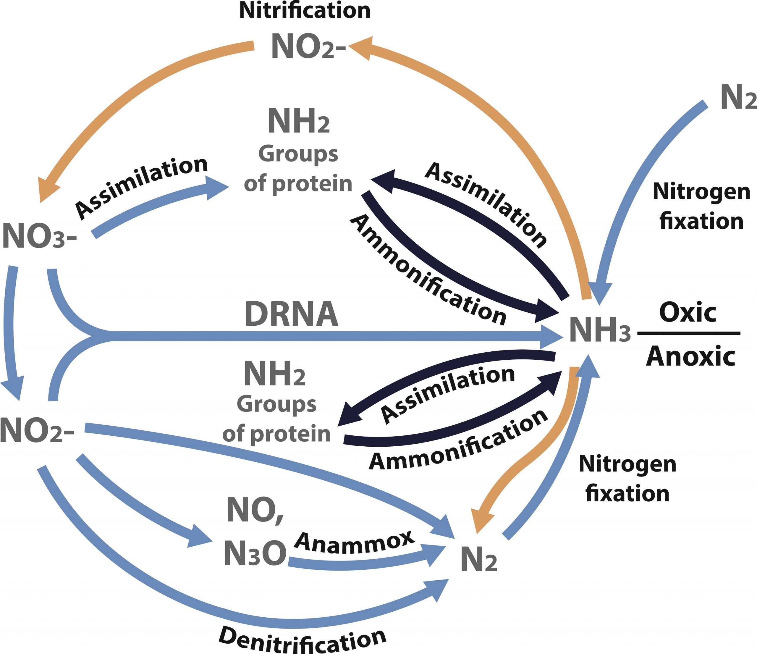Steps Of Nitrogen Cycle