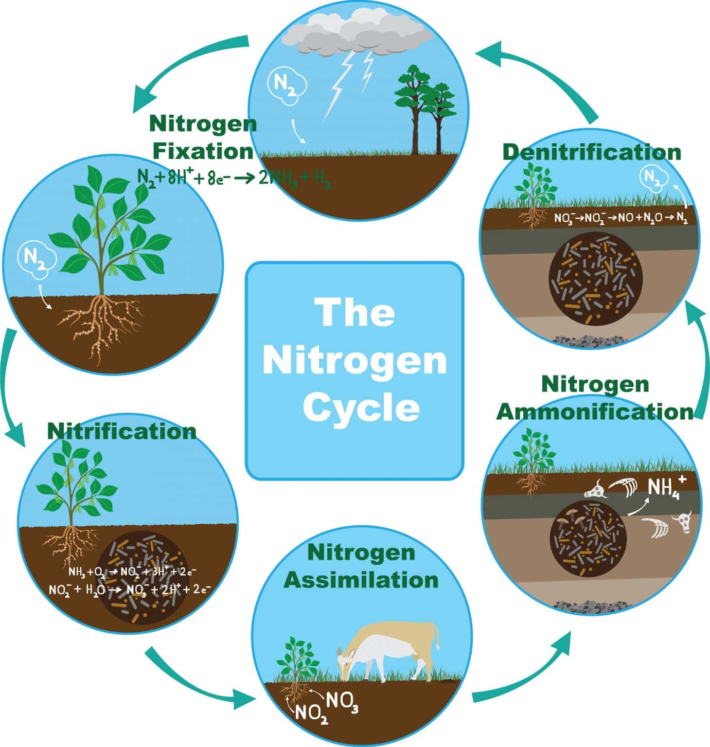 research paper about nitrogen cycle
