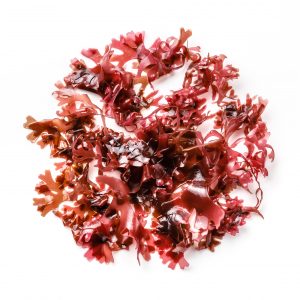 a beautiful red macroalgae