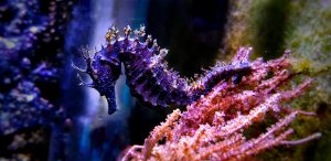 Keeping Seahorses requires balanced nitrate and phosphate