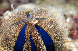 a Beautiful tuxedo urchin.