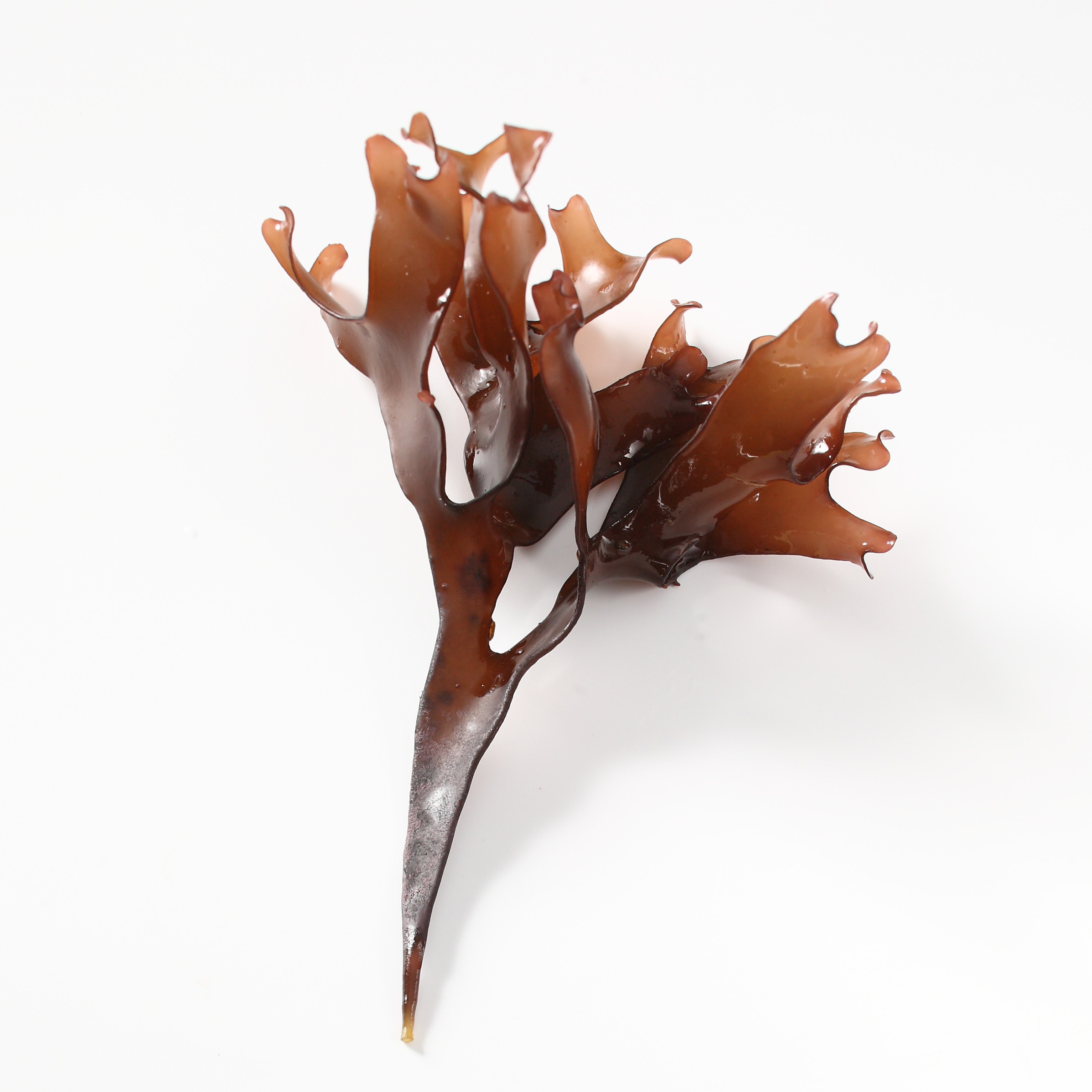 A brown Macroalgae