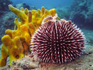 A unique Urchin in the Wild