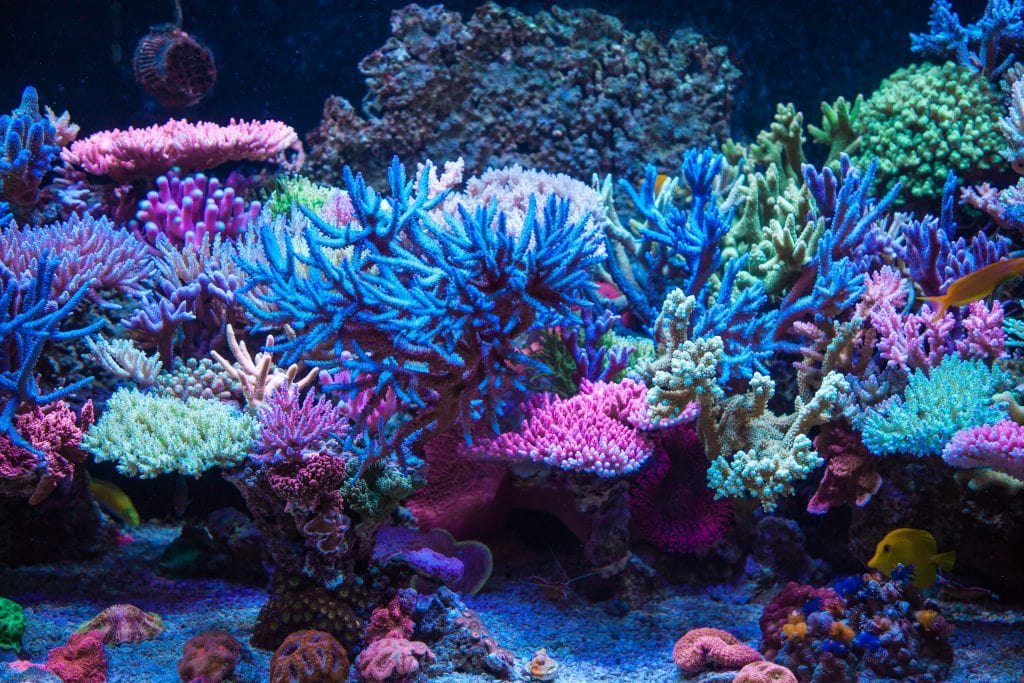 Aquariums like this are very tuned for Coral Growth