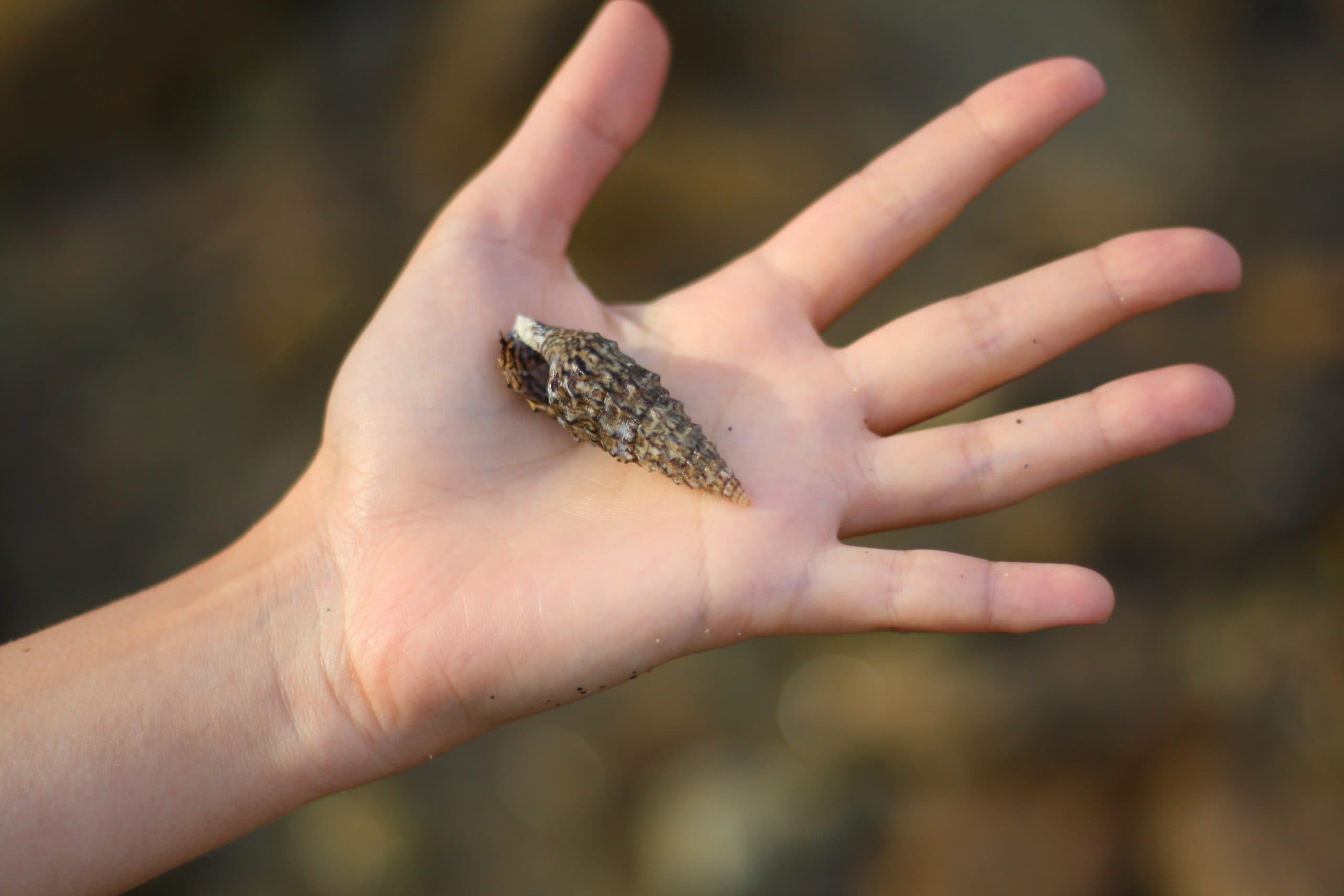 Someone Holding a Cerith Snail