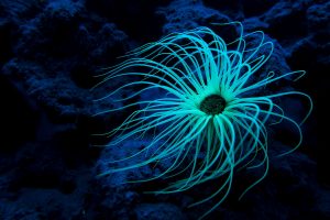 A beautiful Tube anemone glowing in the dark spaces of the ocean.