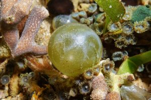 a very large single bubble algae