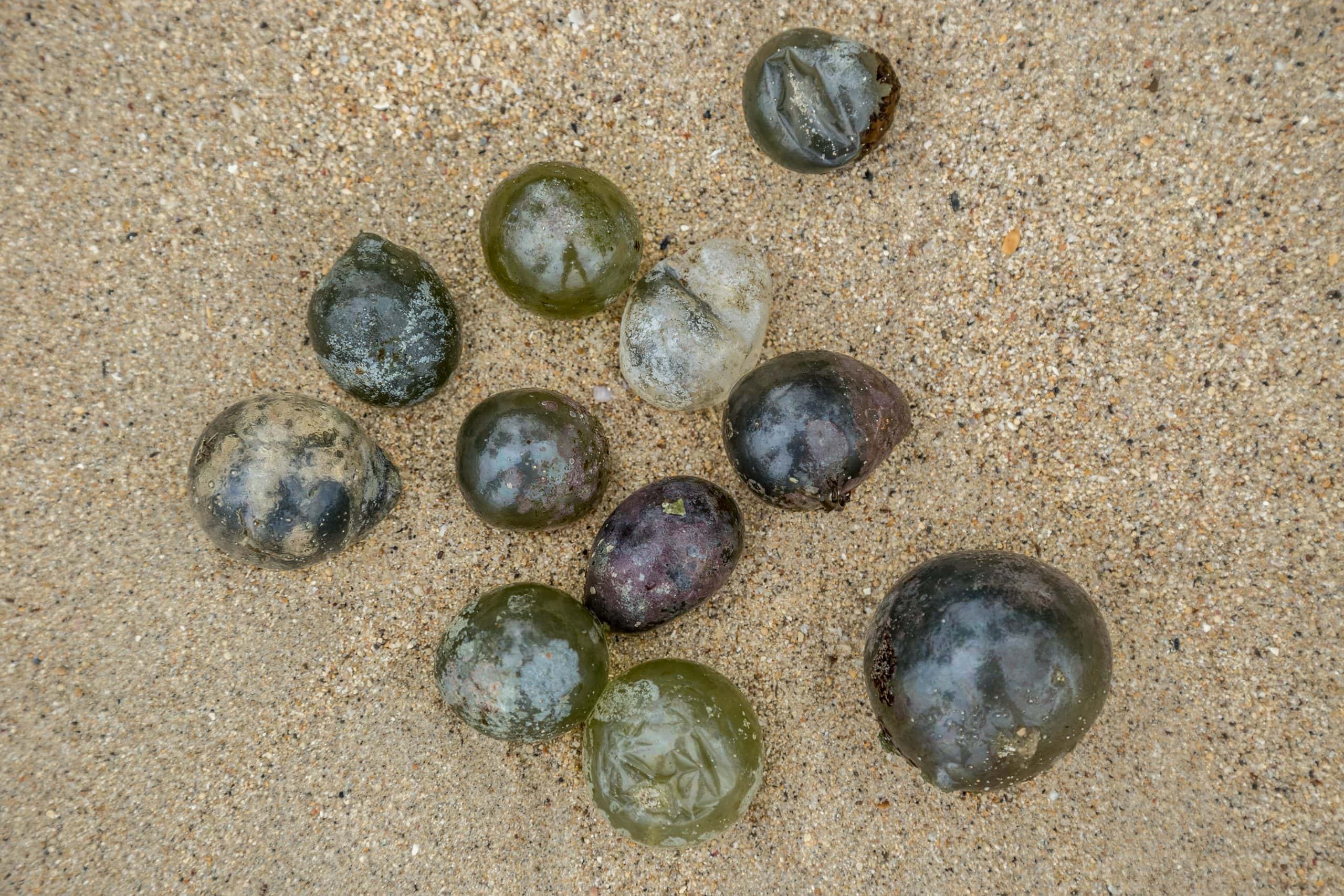 a group of bubble algae that has been removed from a tank