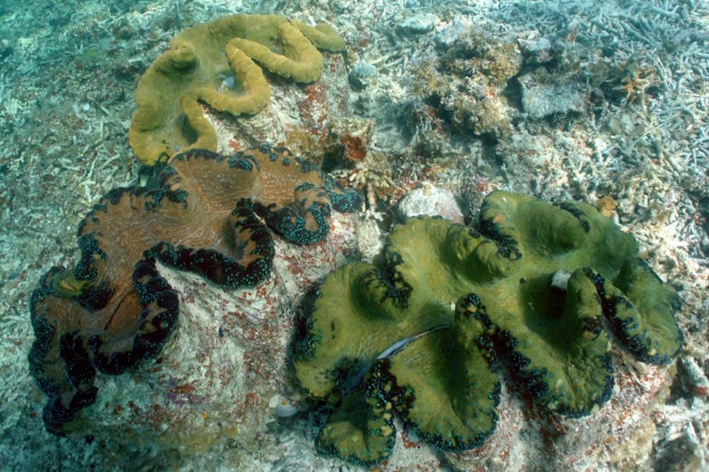 wild hippopus clams