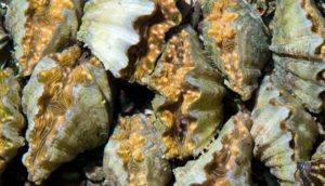 captive bred bear claw Hippopus clams