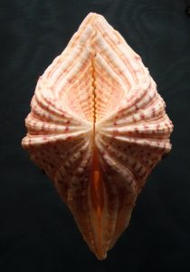 Hippopus Clam Shell