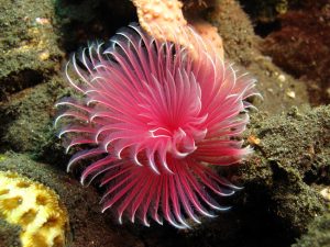 A marine Coco Worm trying to catch a meal!