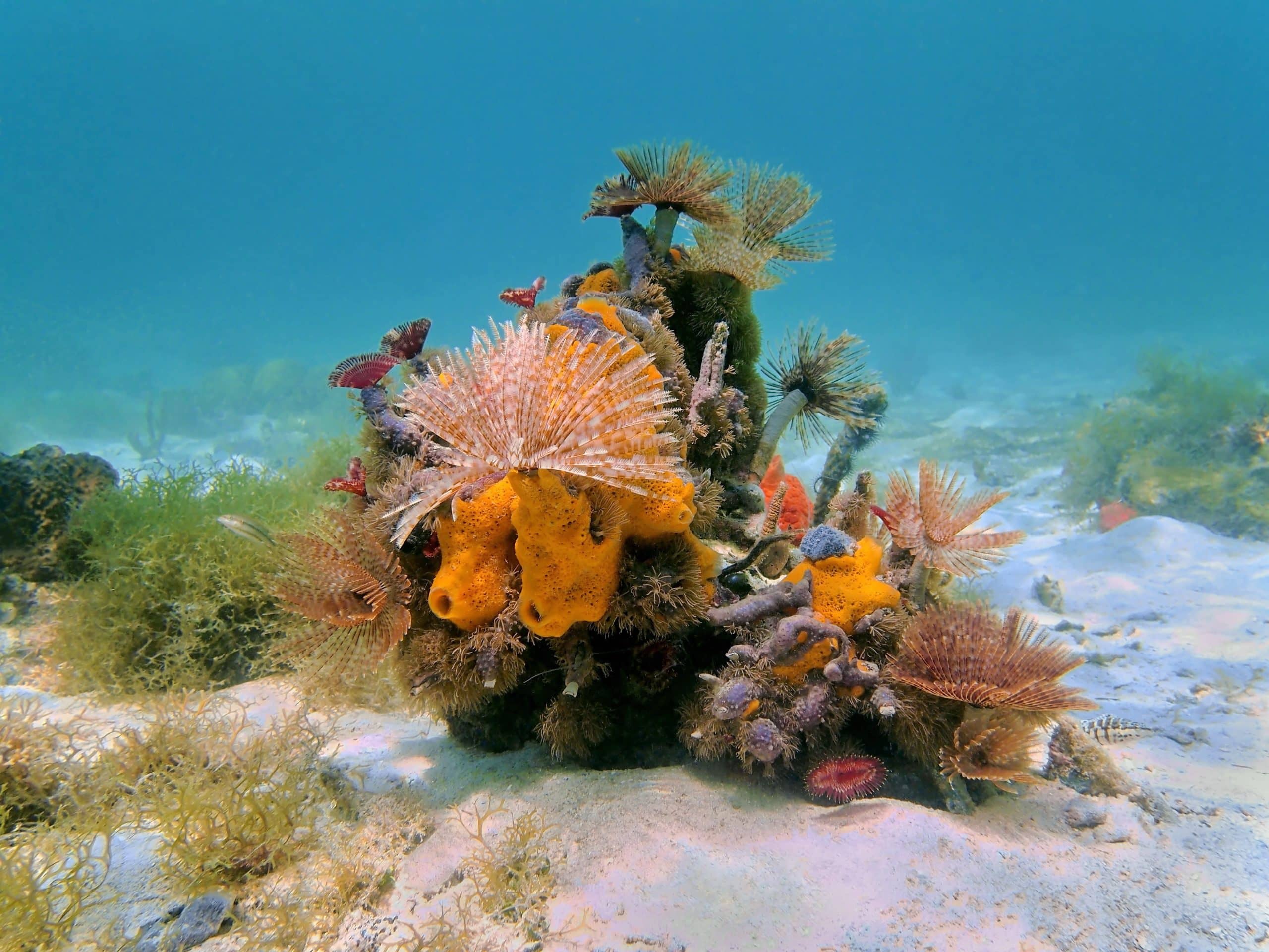 A beautiful colony of sponges and feather dusters and worms.