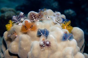 A beautiful Tube worm, Called a Christmas Tree Worm, lives in Colonies of bright colors and interesting rock shapes