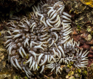 an incredible antler anemone