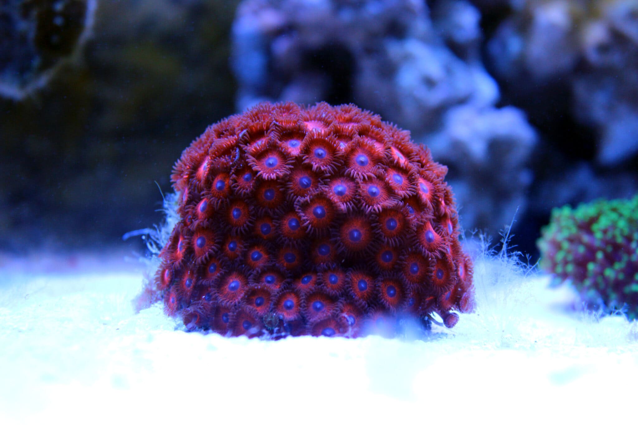 Knowing the Zoanthid Coral Education AlgaeBarn