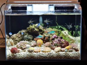 Nano Saltwater Fish Tanks come in a range of desktop friendly sizes and styles!