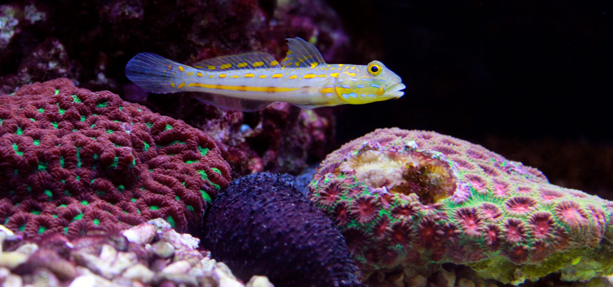 4 Gobies For Beginners Beginner Saltwater Fish AlgaeBarn