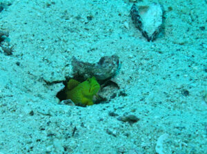 A yellow Watchman Goby