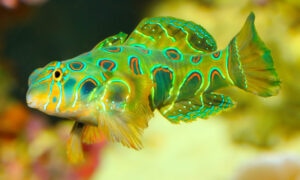 a psychedelic Spotted Mandarin Goby