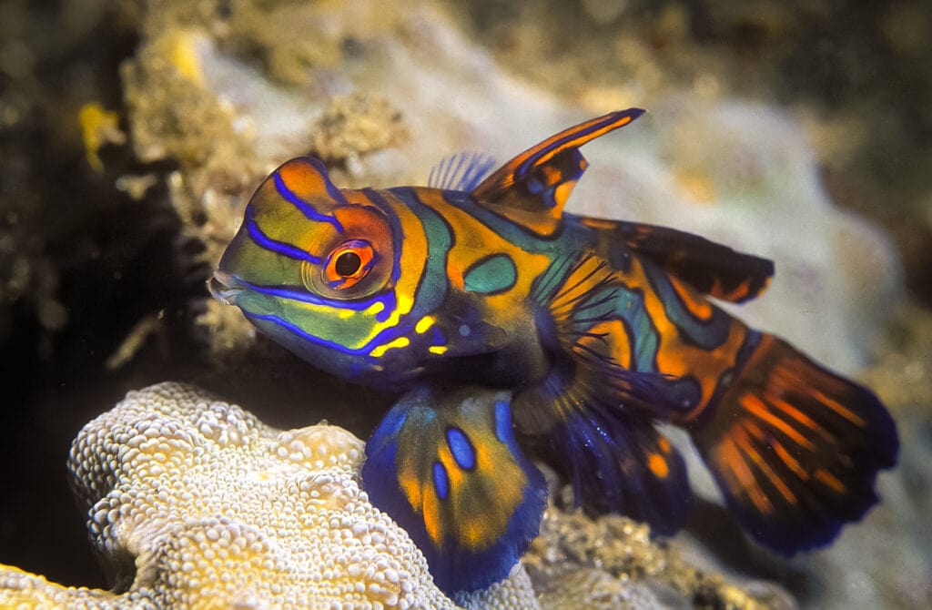 A baby green mandarin goby