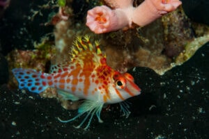 Hawkfish are an amazing beginner fish!