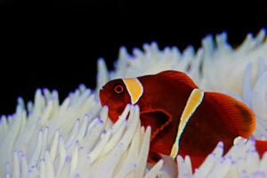 A gold banded maroon clownfish living in an anemone