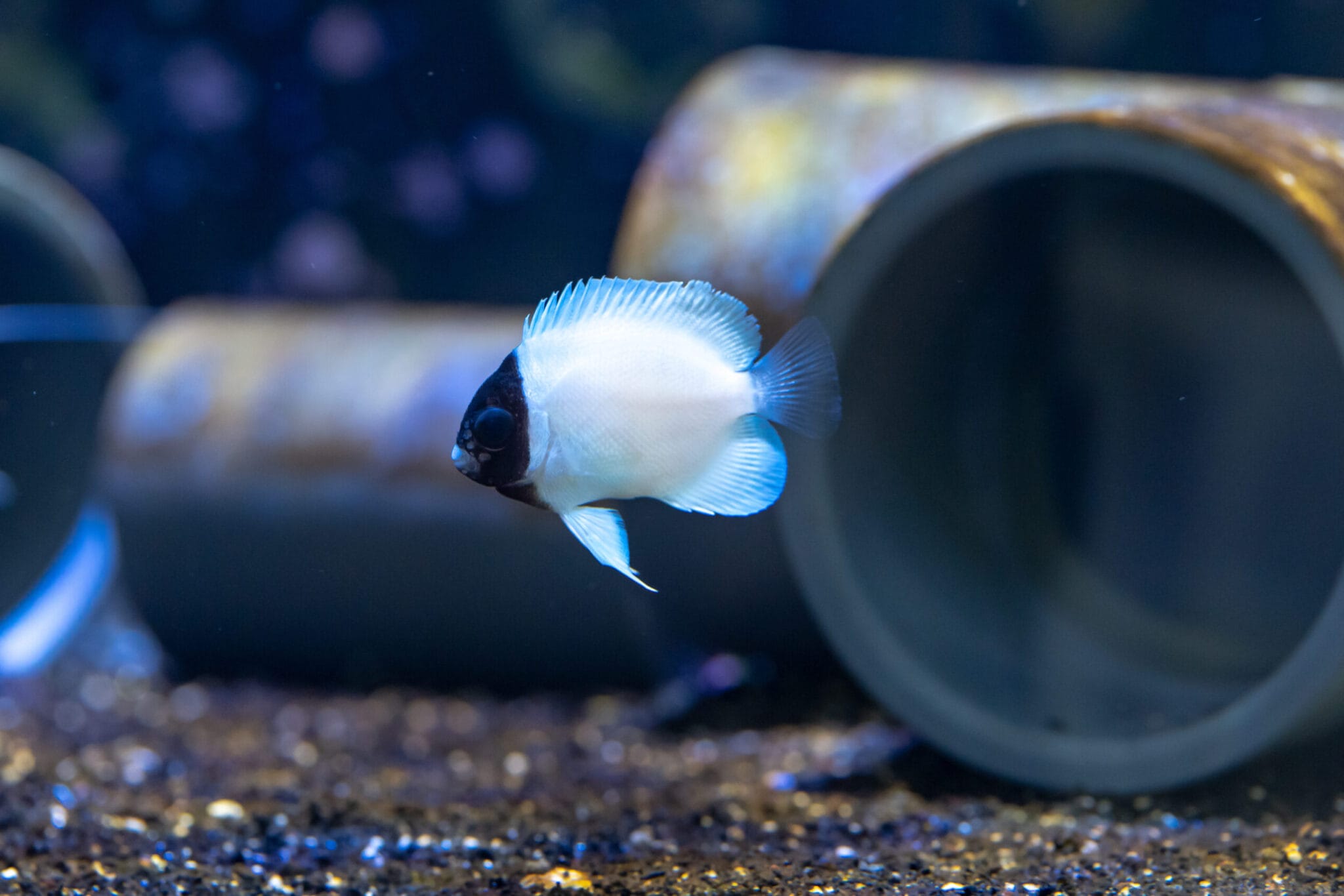 3 Most Expensive Saltwater Fish Rare Aquarium Fish AlgaeBarn