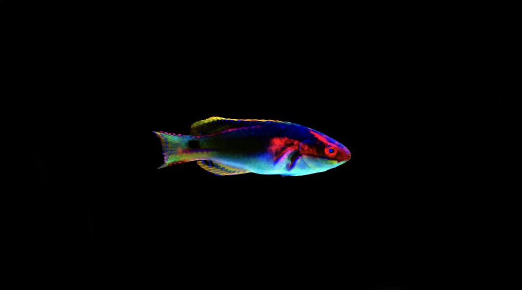 The electric light show of a fairy wrasse