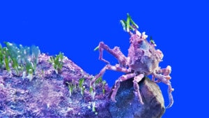 The Incredible Decorator Crab