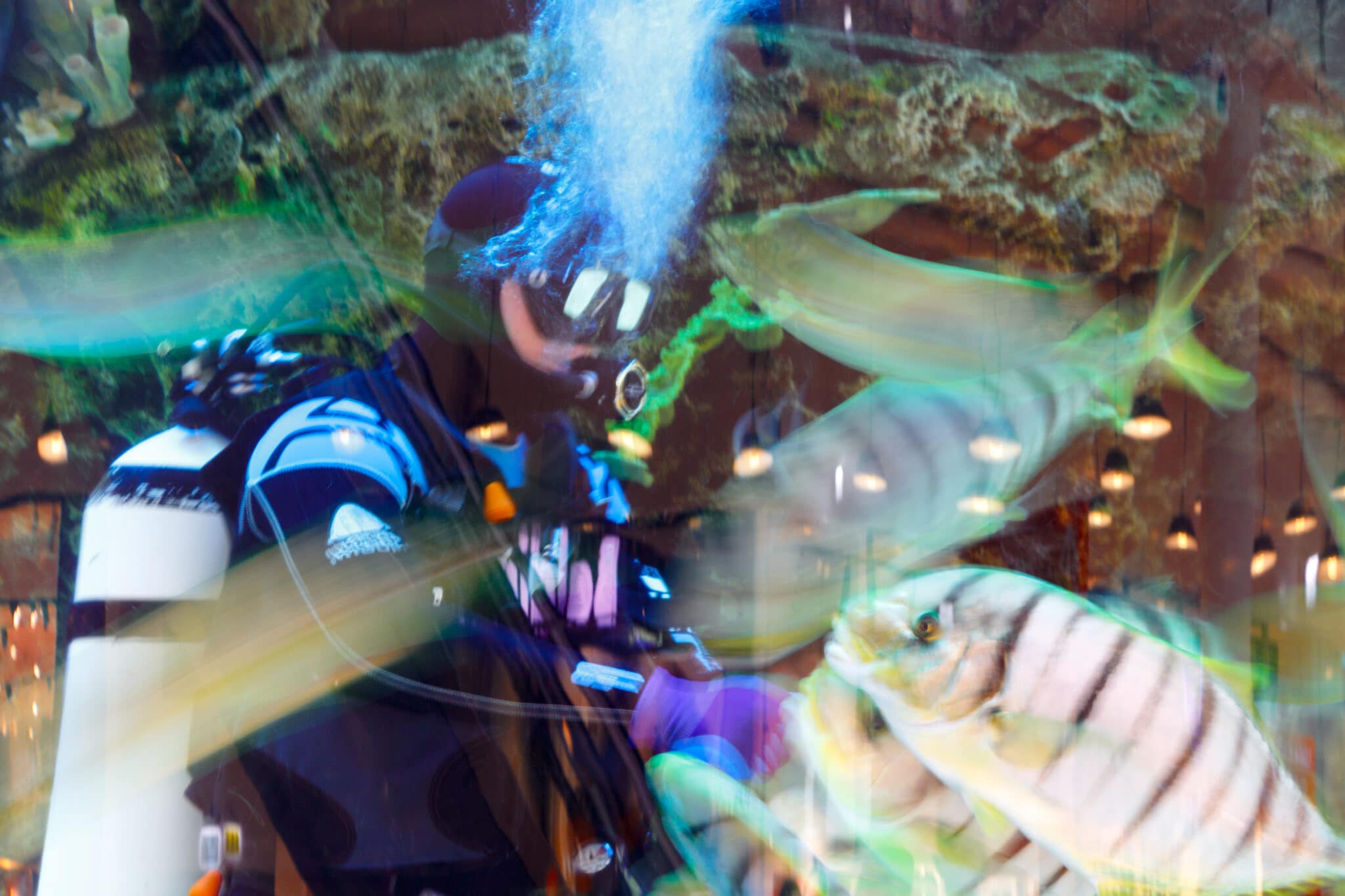 Aquarium Maintenance 101 Aquarium Maintenance AlgaeBarn