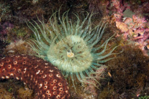 Aiptasia anemones can be harmful to corals