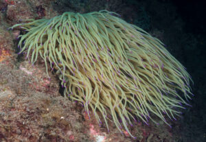 the unique snakelocks anemone