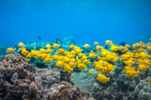 A giant school of Yellow Tangs