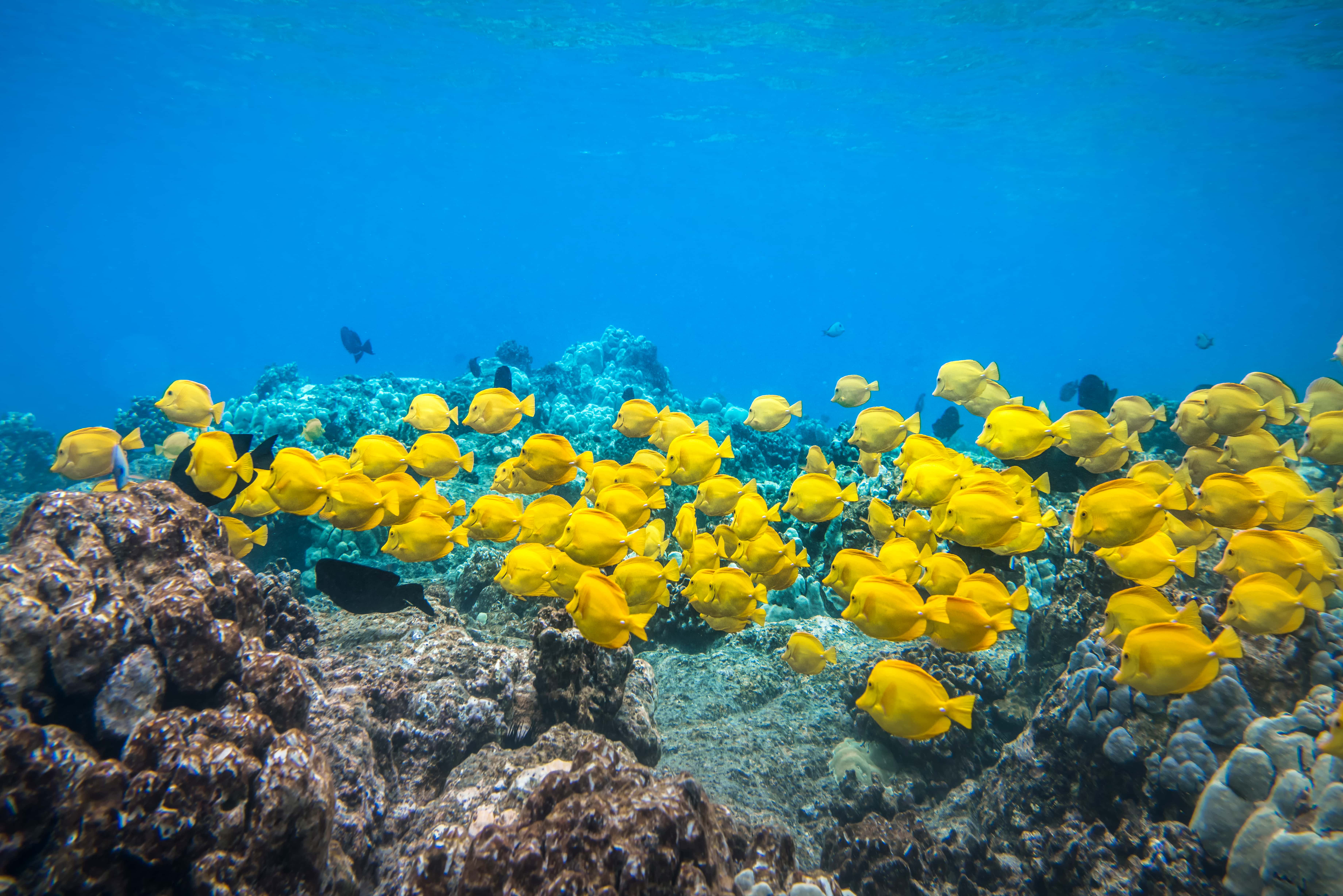 Unlock Your Reef's Hidden Beauty: The Buster Blue Tang Method
