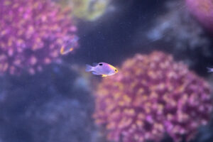 Beautiful and unique damselfish are easy to find and care for!