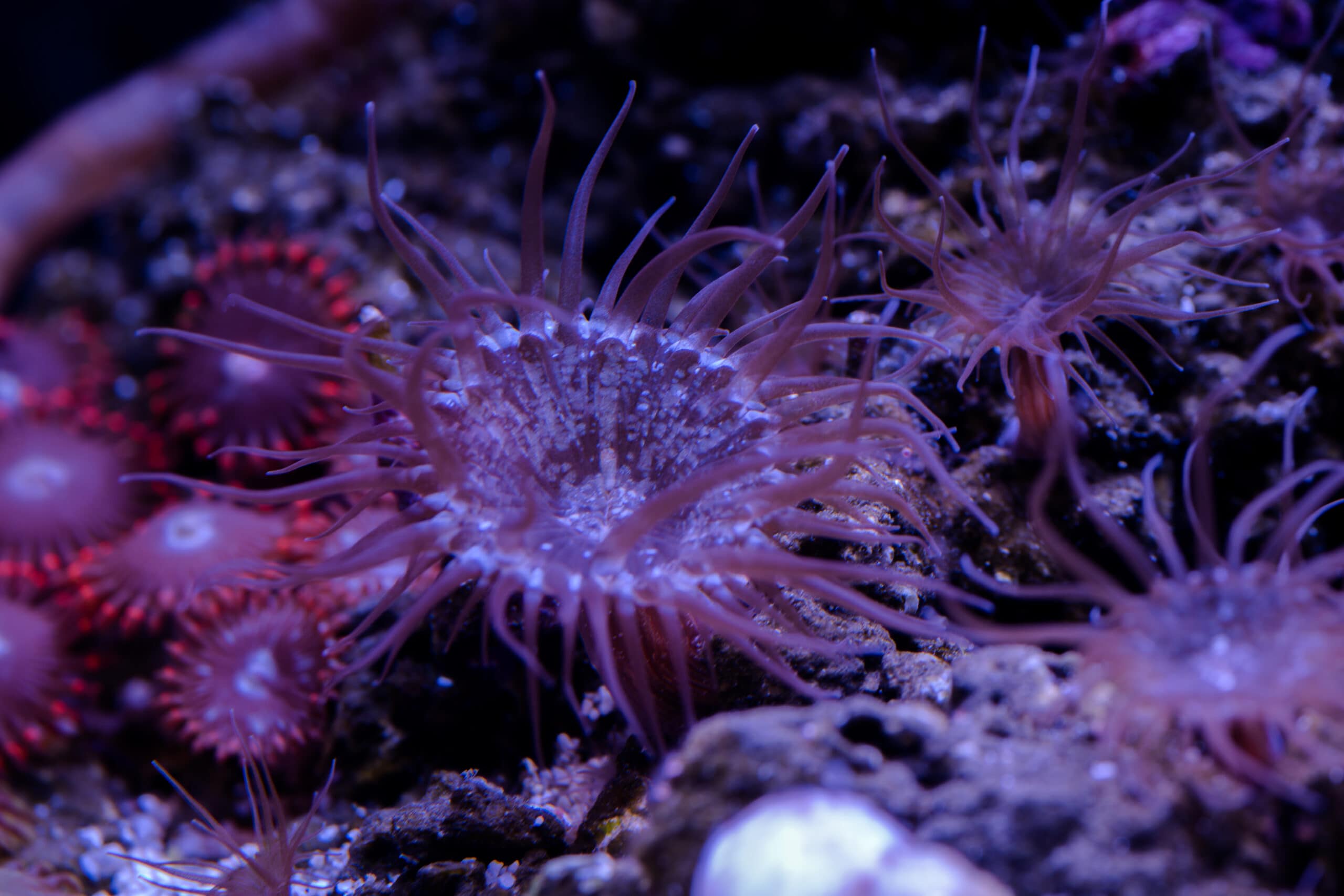 Aiptasia Anemones can be a horrible pest