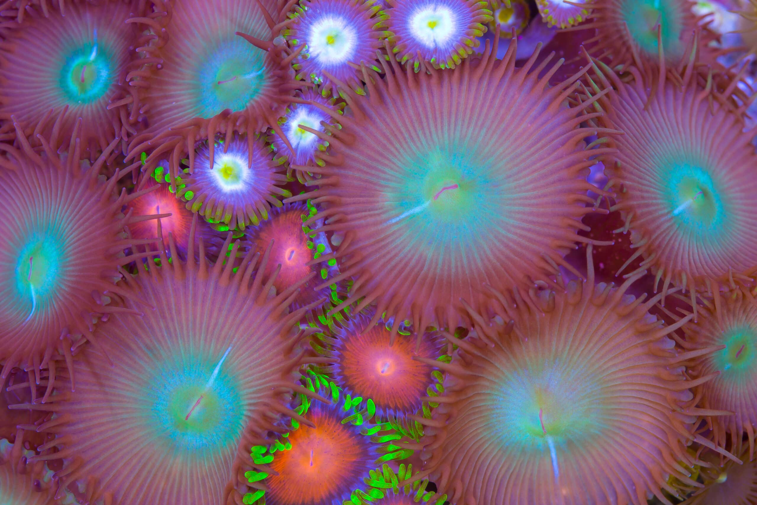 Zoas are a beautiful addition to any reef