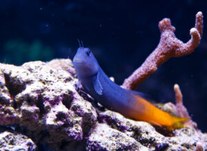 Bicolor Blennies are a curious beginner fish