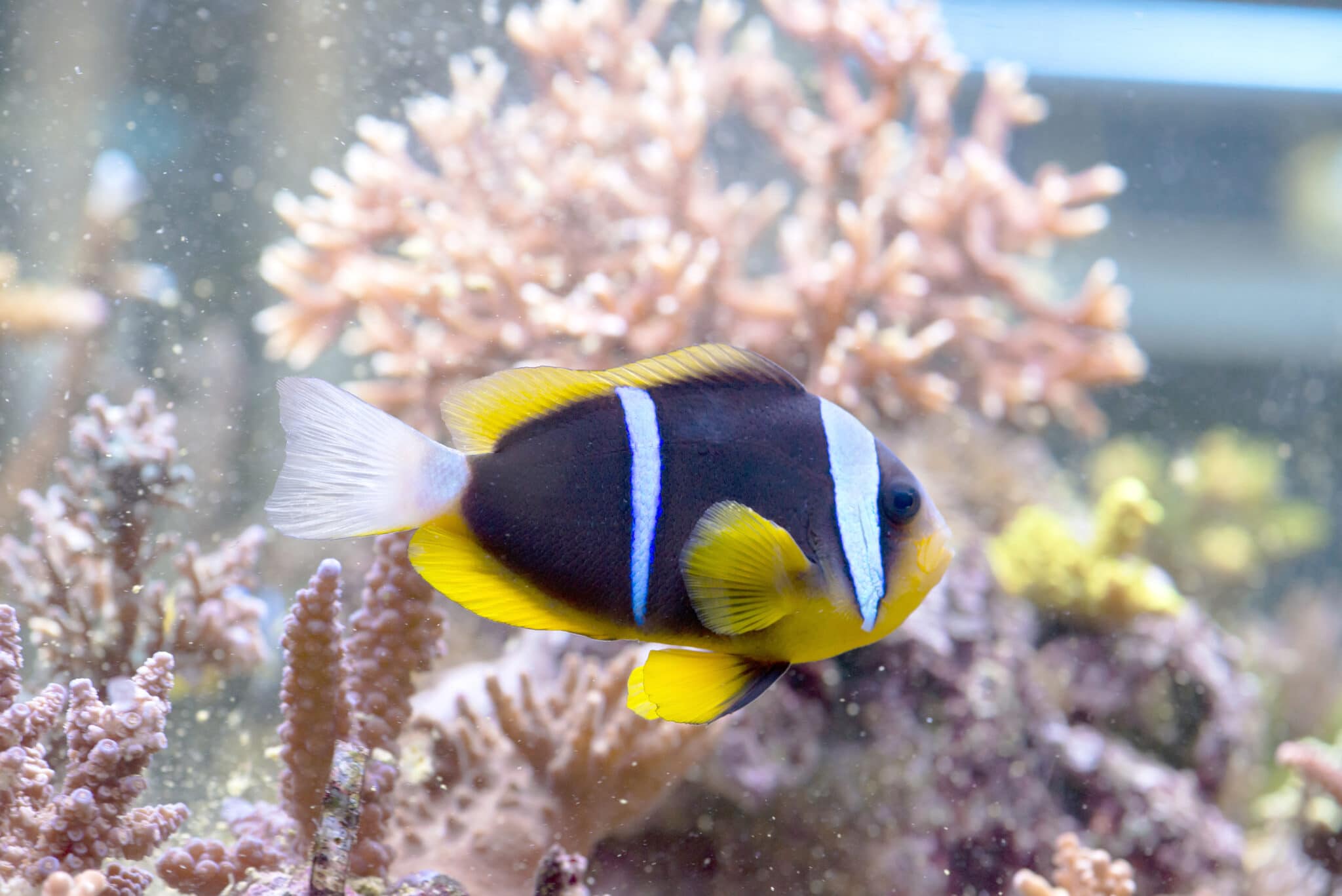 Blue Tang | Captive Bred | Saltwater Fish - AlgaeBarn