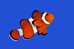 A bright and Beautiful Clownfish