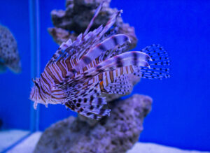 A lionfish in the aquarium