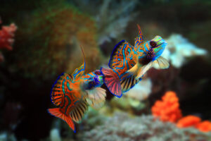 Male Mandarinfish Displaying for dominance