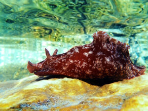 The Sea Hare is A Lumbering Algae Vacuum