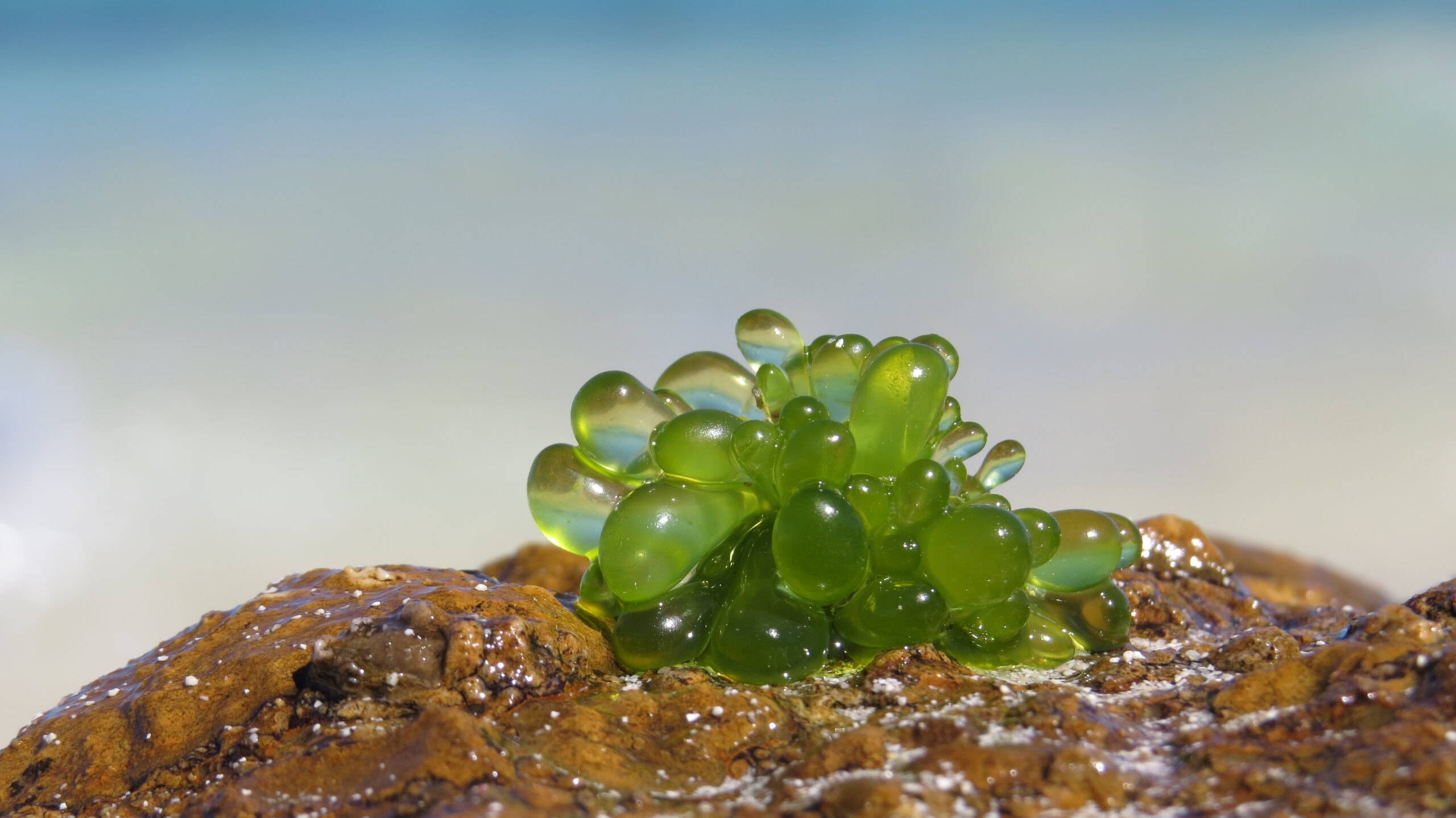 Green Bubble Algae