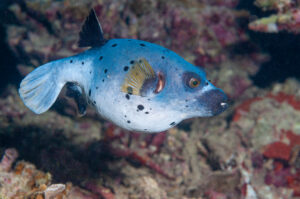 a unique pufferfish