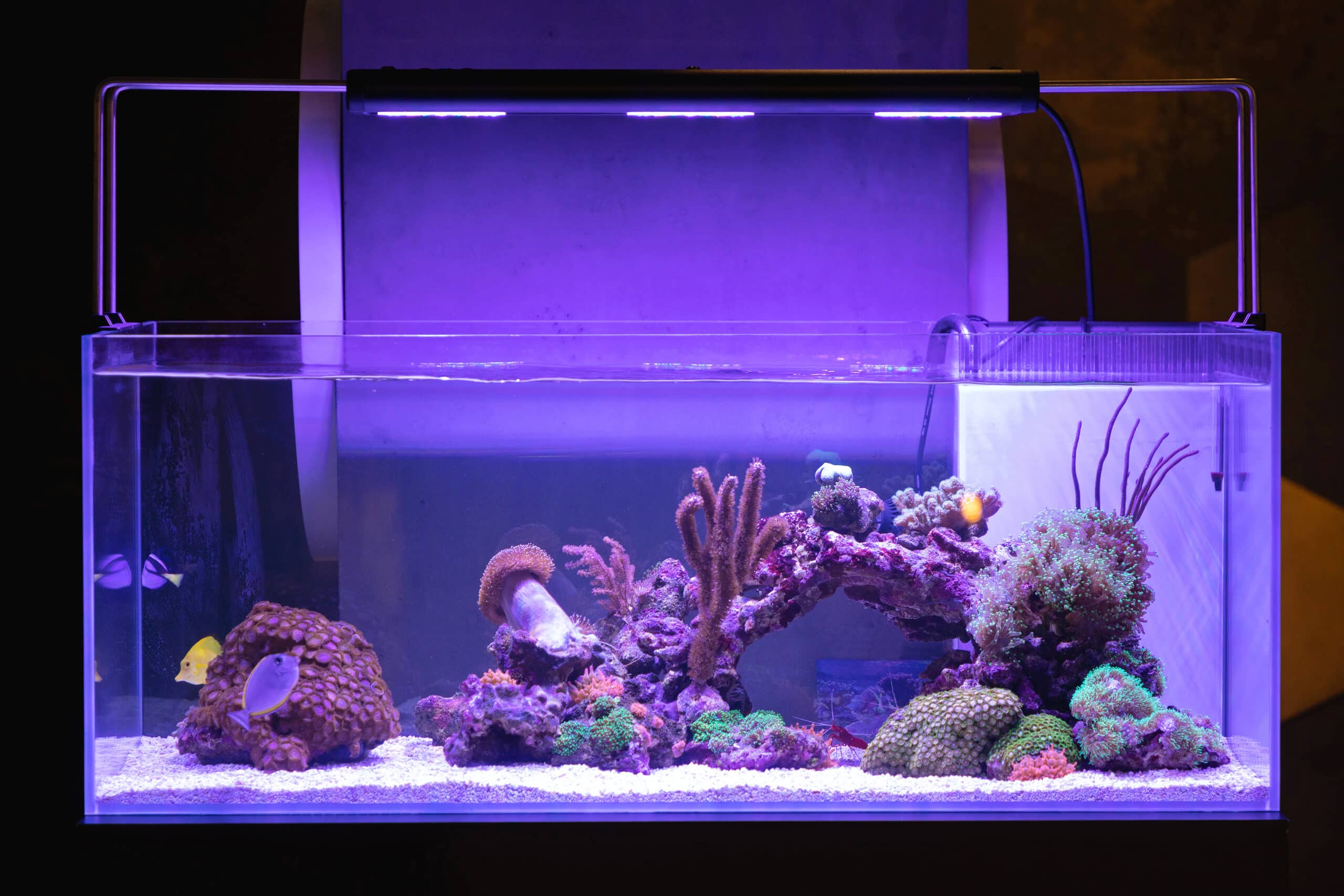 Types Aquarium | Saltwater Aquarium |